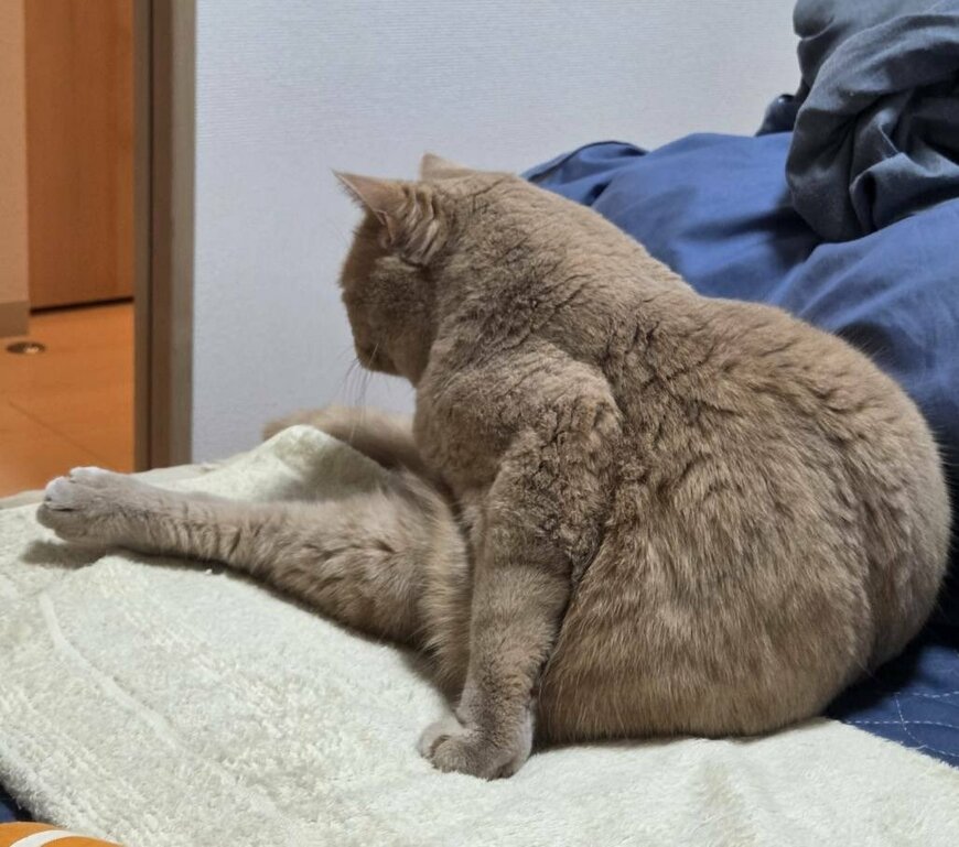 出所：@TsunaIsCat