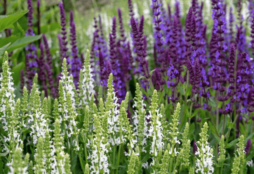 valemaxxx/shutterstock.com