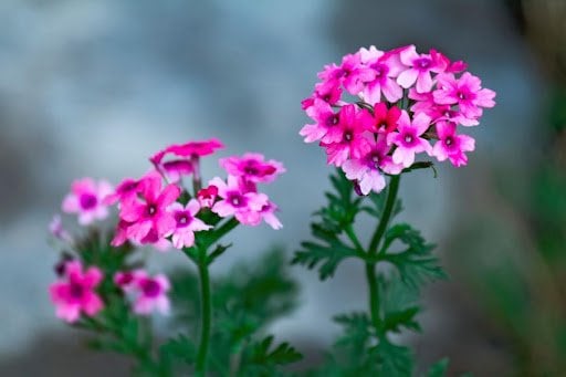 NeCoTi/shutterstock.com