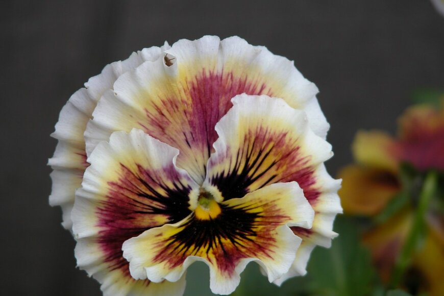 debblarr/shutterstock.com