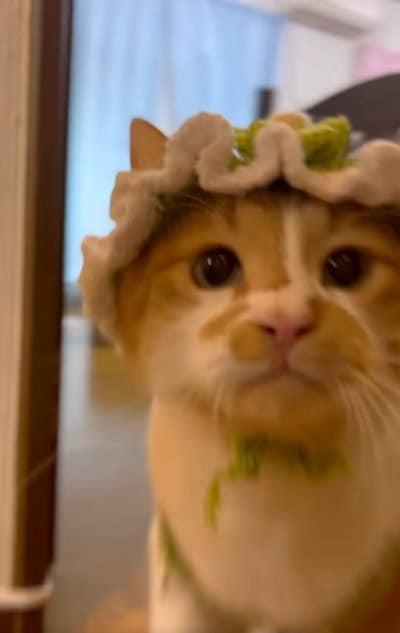 出所：＠monburan_sanpo