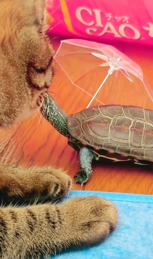 出所：＠kusa.kame.gunso