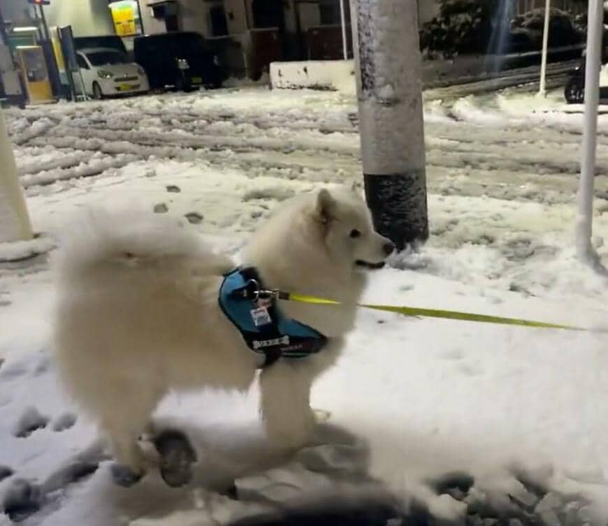 出所：@samoedsoran