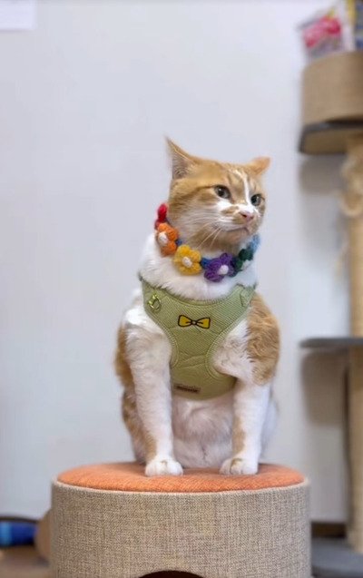 出所：＠monburan_sanpo