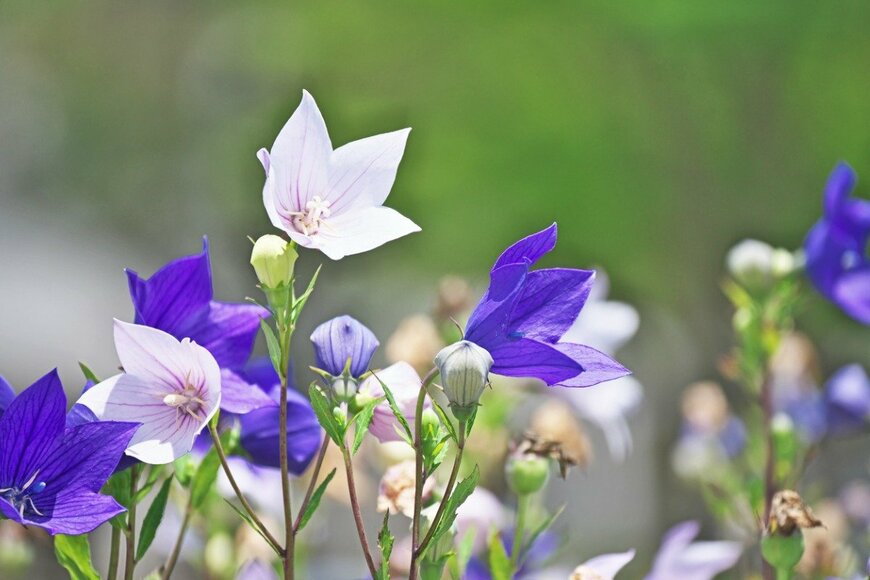【ガーデニング】パープル・ブルー・ホワイトが素敵〈オススメ植物8選〉で涼やかな庭