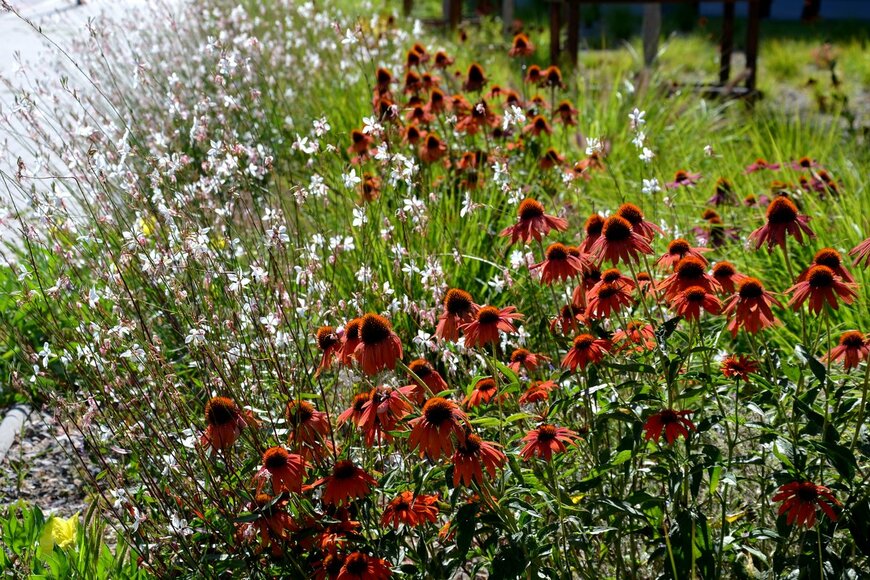 【オススメの多年草7選】春のガーデニングは大人っぽくオシャレに！魅力的な庭や花壇に仕上がる花々