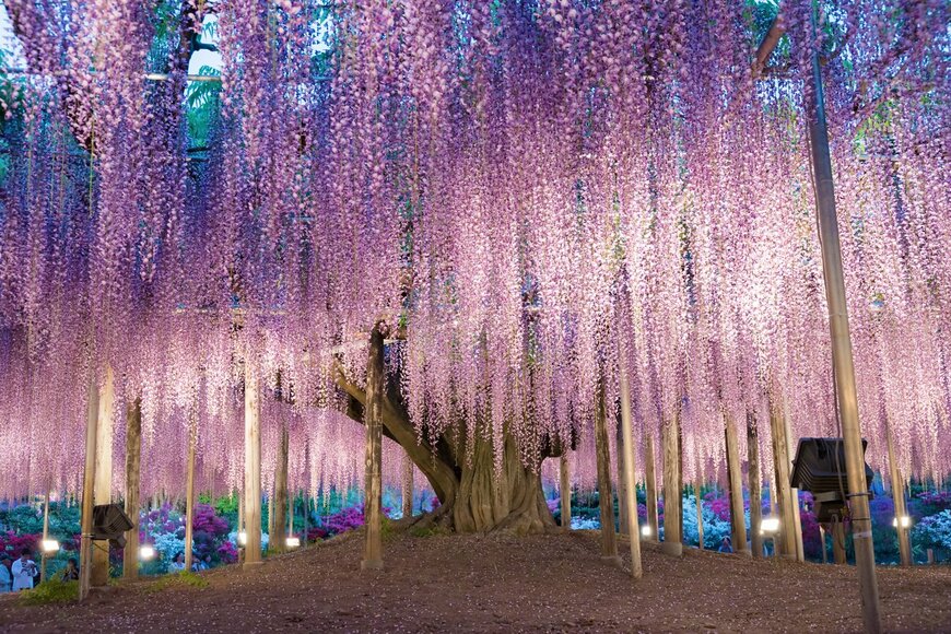 【5/15まで】「あしかがフラワーパーク」藤のライトアップ！日本夜景遺産と日本三大イルミネーションに選ばれた魅力とは