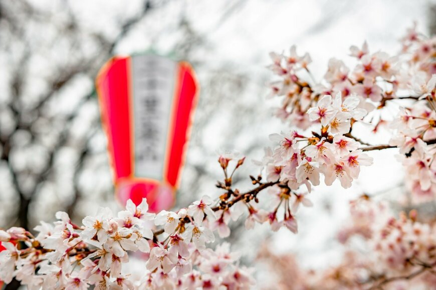【お花見】上野公園など4年ぶりに宴会解禁 都内お花見スポットのコロナ対応まとめ