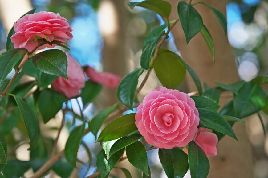 【ガーデニング】マイホームの庭は「花が可愛い」シンボルツリーで演出