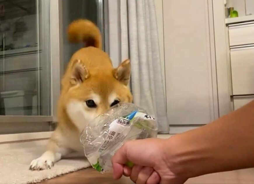 ペットボトルと戦う犬