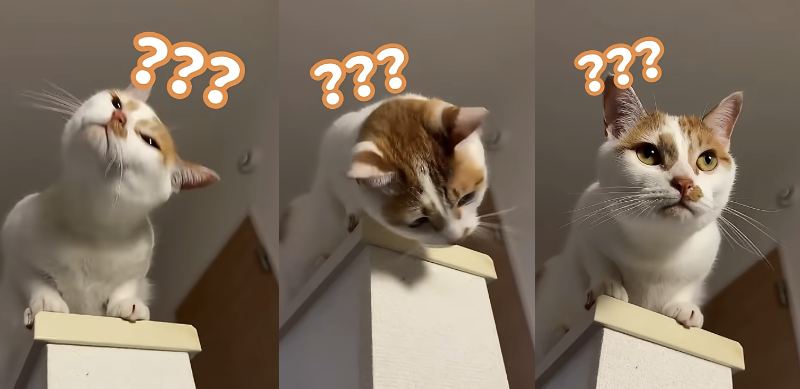 投稿動画のワンシーン