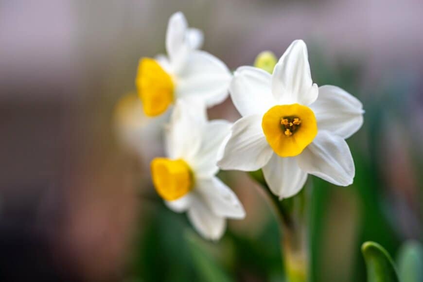 中央が黄色、花びらが白のスイセンの花