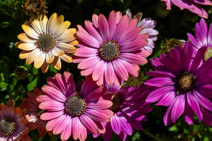 艶やかな花びらが美しいオステオスペルマム