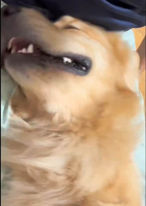 ゴールデンレトリバー