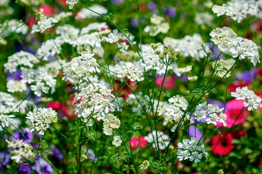 白いオルラヤの花が草原に咲いている