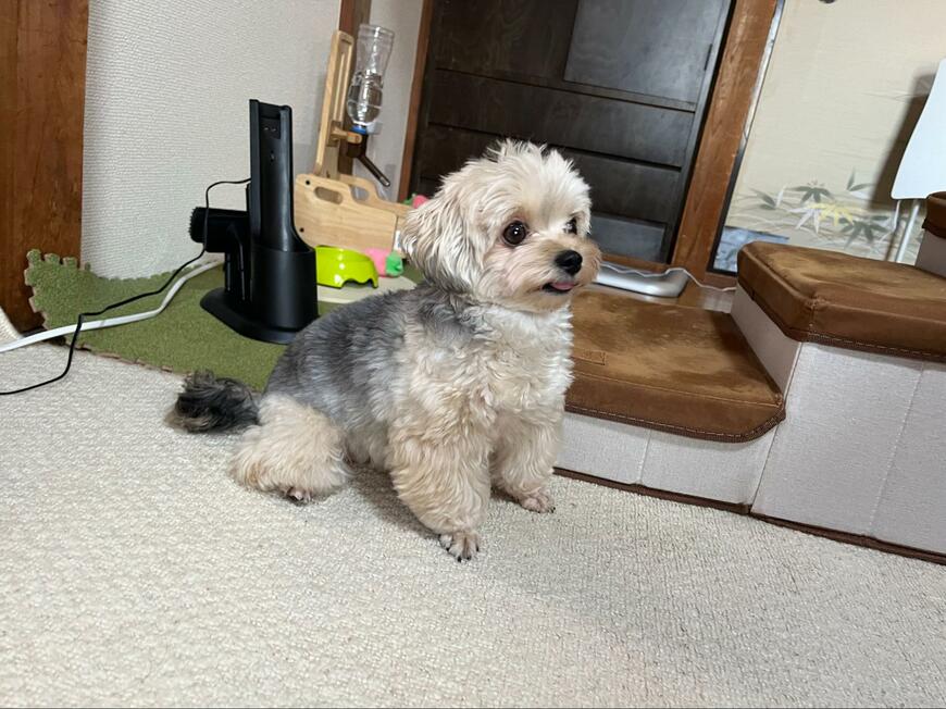 お座りしている犬