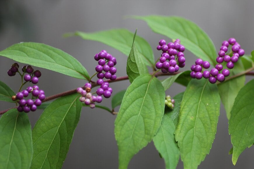 紫色の実を付けている、コムラサキ