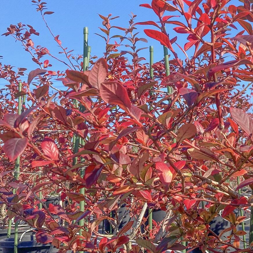 紅葉しているブルーベリーの木