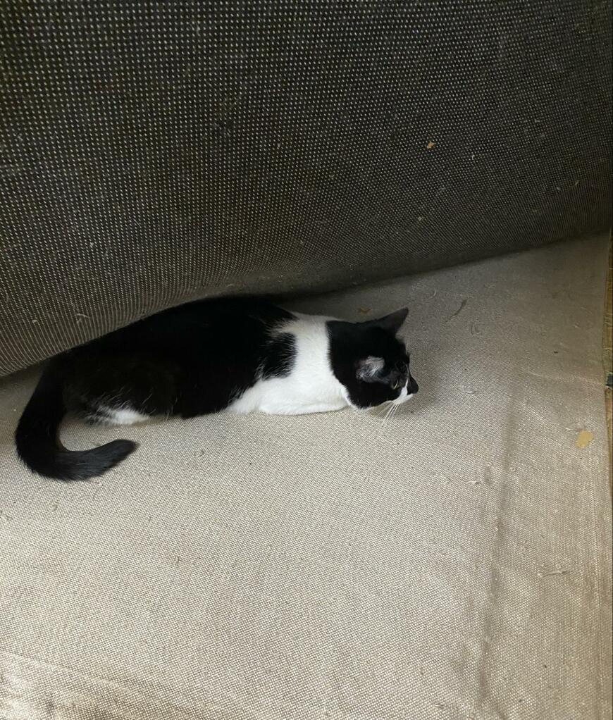 カーペットの下の猫