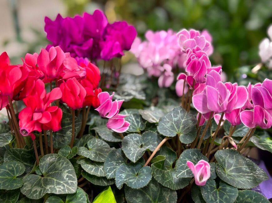 赤、ピンク、ワインレッドの花を咲かせている、ガーデンシクラメン