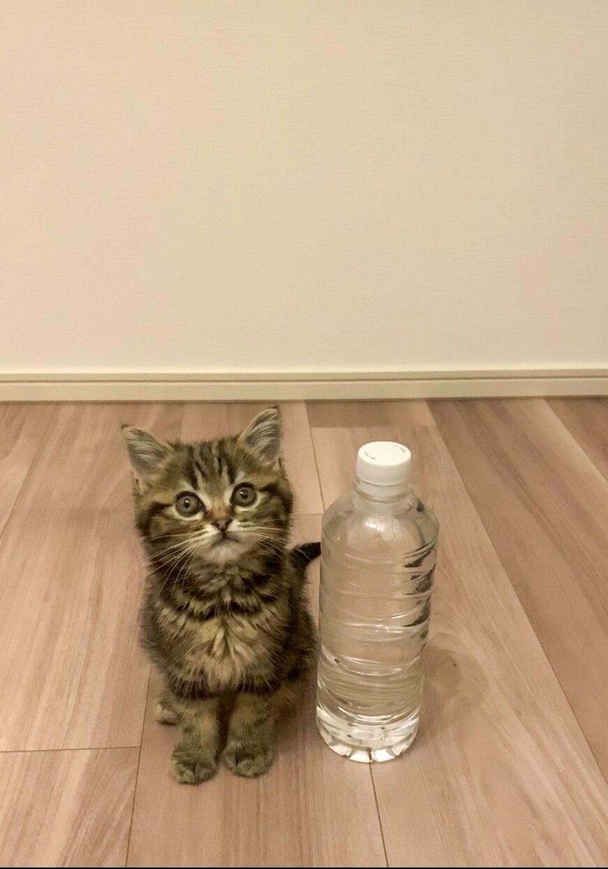 ペットボトルと並ぶ子猫