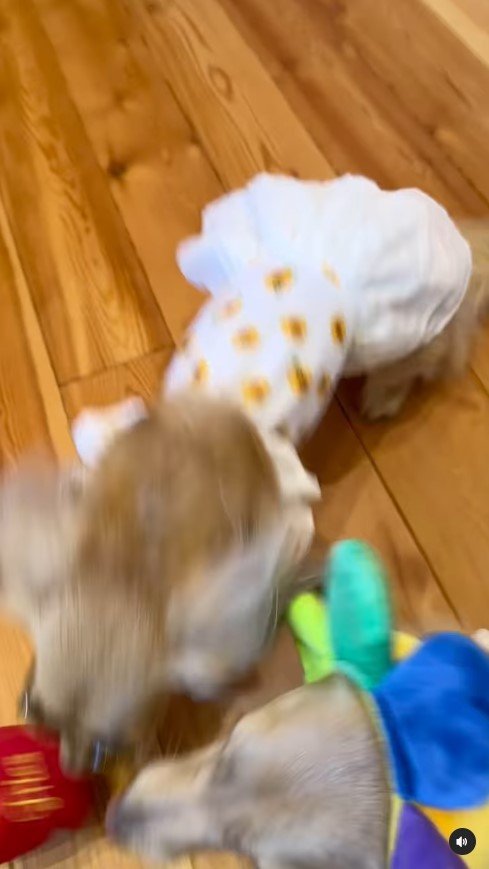 ちょい悪ダックスフント