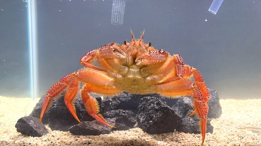 元気になった毛ガニ