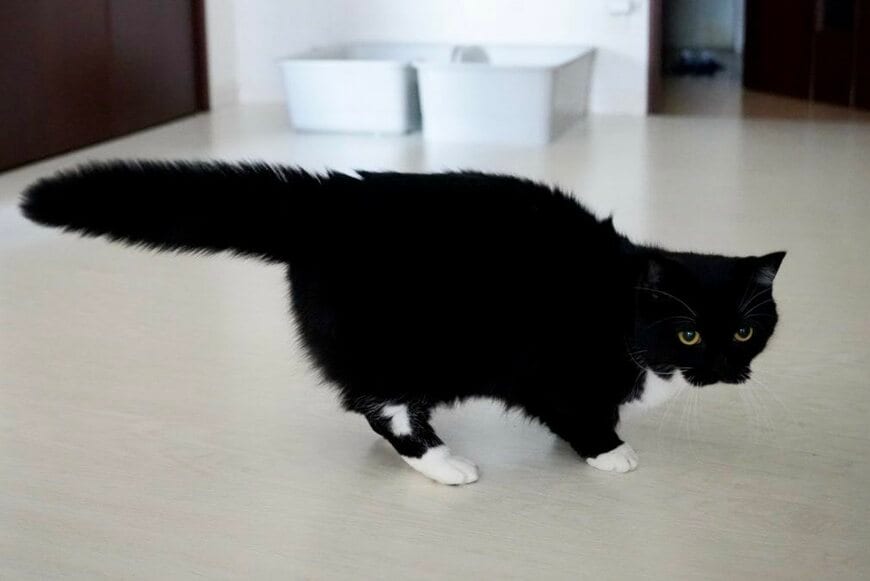 最も強い怒りをあらわにした姿