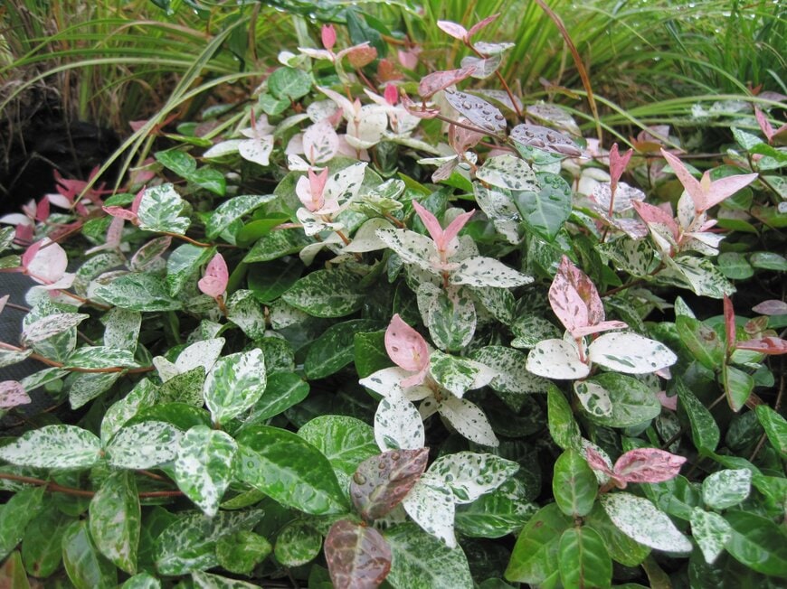 ピンク、白、緑の葉を広げている、ハツユキカズラ