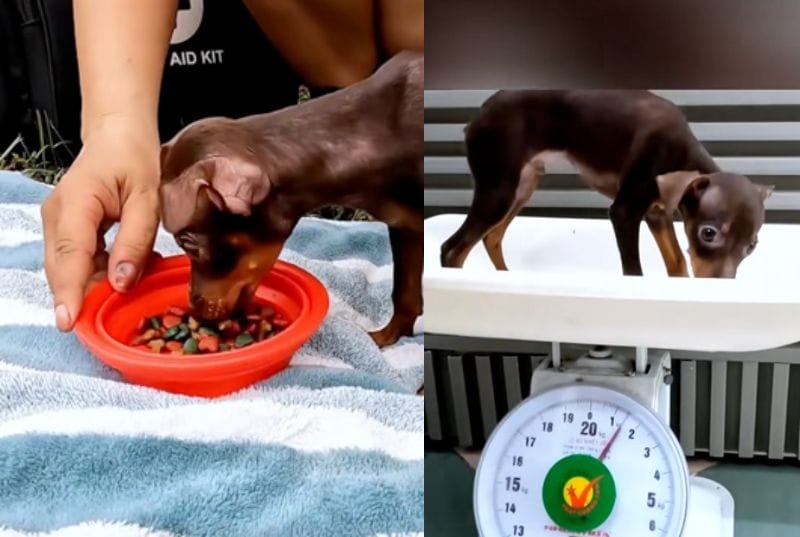 出所：<u><a href="https://www.tiktok.com/@rescue.sweet/video/7524729168764865847" target="_blank">@rescue.sweet</a></u>