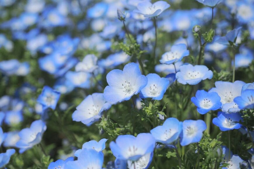 ネモフィラの花。色は薄いブルー。