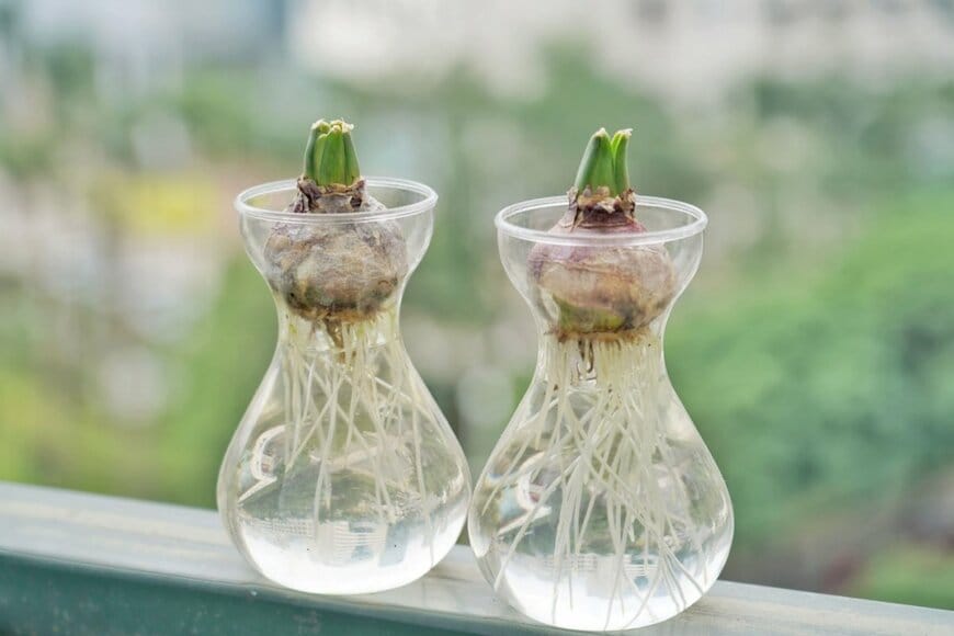 水耕栽培で芽を出している球根の写真