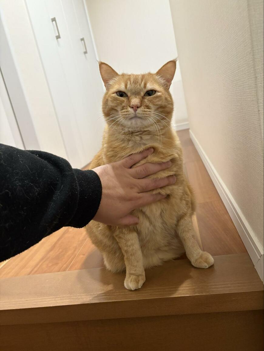 モフモフボディの猫