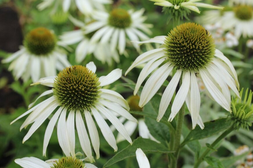 エキナセアの花が咲いている。中央部は濃い黄緑色、白い花弁が傘のように垂れている。