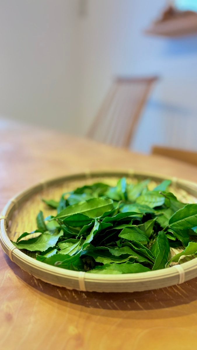 収穫したお茶の葉