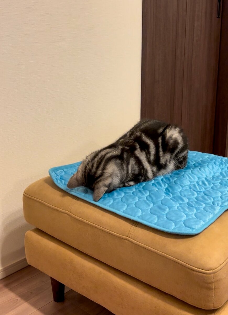 マットの上の猫