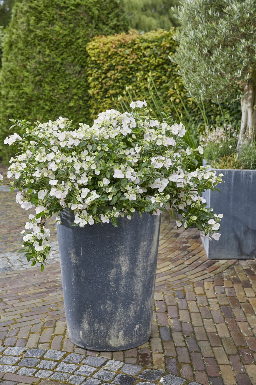 PROVEN WINNERS（R）　ラグランジア（R）