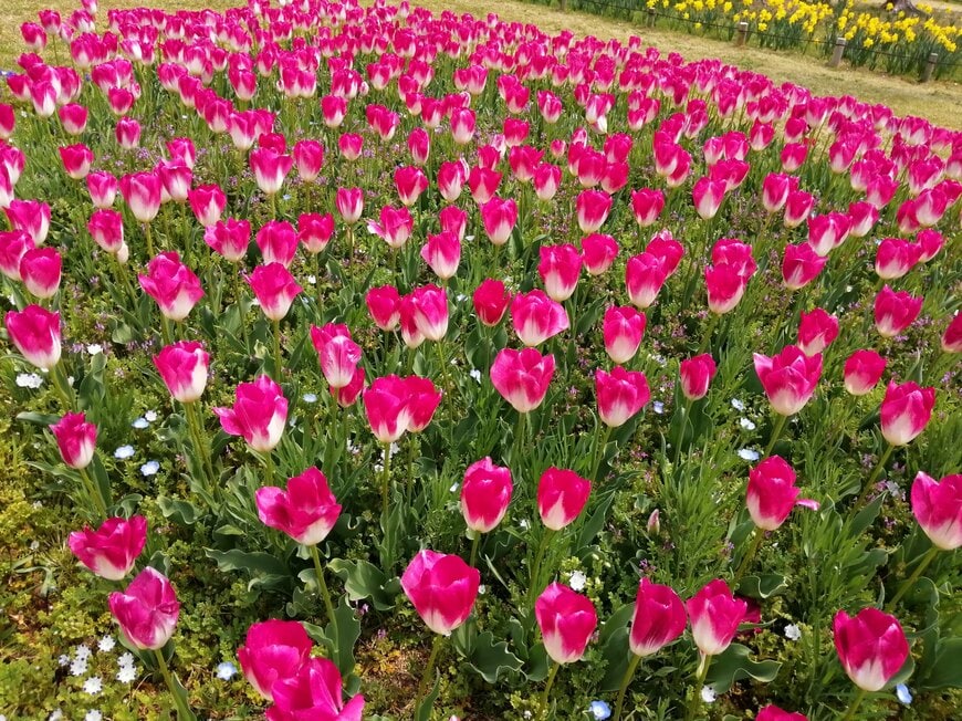 4月後半に咲くチューリップは花持ちが悪いことが弱点の著者撮影写真