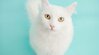 おかしの大袋を「ちゅ〜る」だと勘違いする猫2匹がかわいすぎる　わかりやすい行動に思わずホッコリ