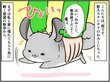 チンチラのメスは気が強い⁉ 新入りが見せる抵抗がすごい 【チンチライフ31話】