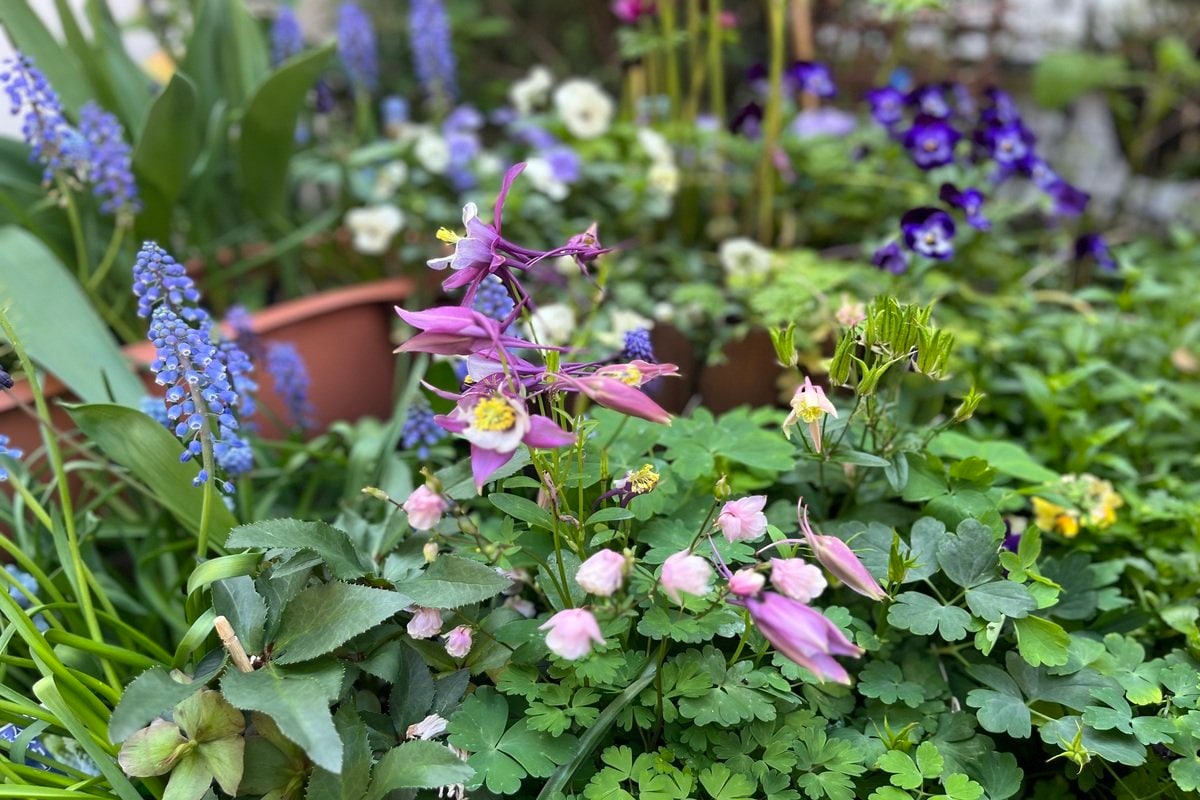 関東南部、半日陰のうちの庭で「地植えしてよかった多年草」3選。自慢