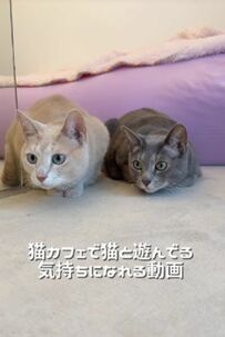 まるで猫カフェに行った気分になれる　見ているだけで癒やされる猫ちゃんとの暮らし