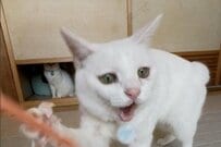 【大迫力】楽しそうに遊ぶ猫の背後に強烈な違和感　「静かに佇む生物」に思わず目を疑う