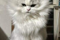 妻の腹筋が爆発…！「スーパーサイヤ人」な猫さんにいいね殺到