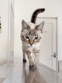 これぞ「キャットウォーク」！カウンターの上を優雅に歩く美しすぎる猫ちゃんに惚れ惚れ！