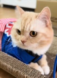 【お祭りワッショイ】猫ちゃんが法被姿で飼い主さんと戯れる様子に胸キュン！胸には”若頭”の文字