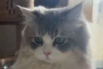 キャットタワーの上で「釣りをする猫」　斜め上を行く趣味に思わず目を疑う