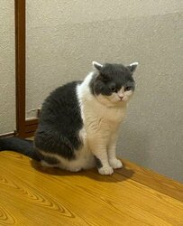 シャンプーの気配を察知した猫ちゃんの“遠い目”が可愛い！「勘が良すぎる」の声