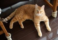 【イケメンお猫様】愛嬌たっぷりにウインクする猫の姿に『朝からメロメロです』