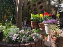 暖地の庭に「植えてよかった春の花」3選！夏も《植えっぱなし》で毎年花咲く多年草＆球根植物